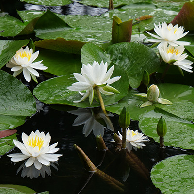 Lotus flowers floating in a pond near the B&B
